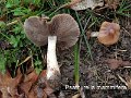 Psathyrella mammifera-amf2257-1